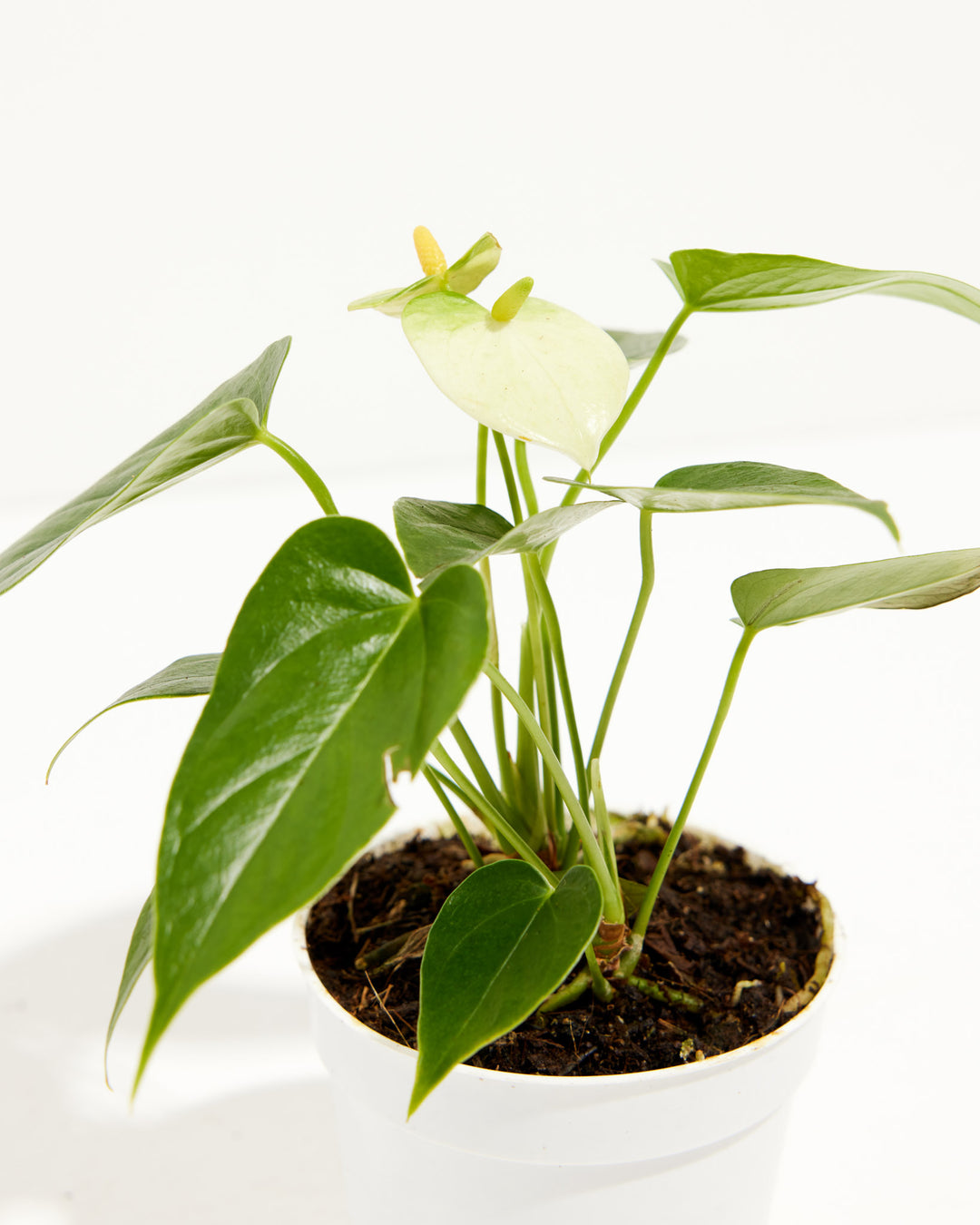 white heart anthurium White Anthurium | Flowering Plants