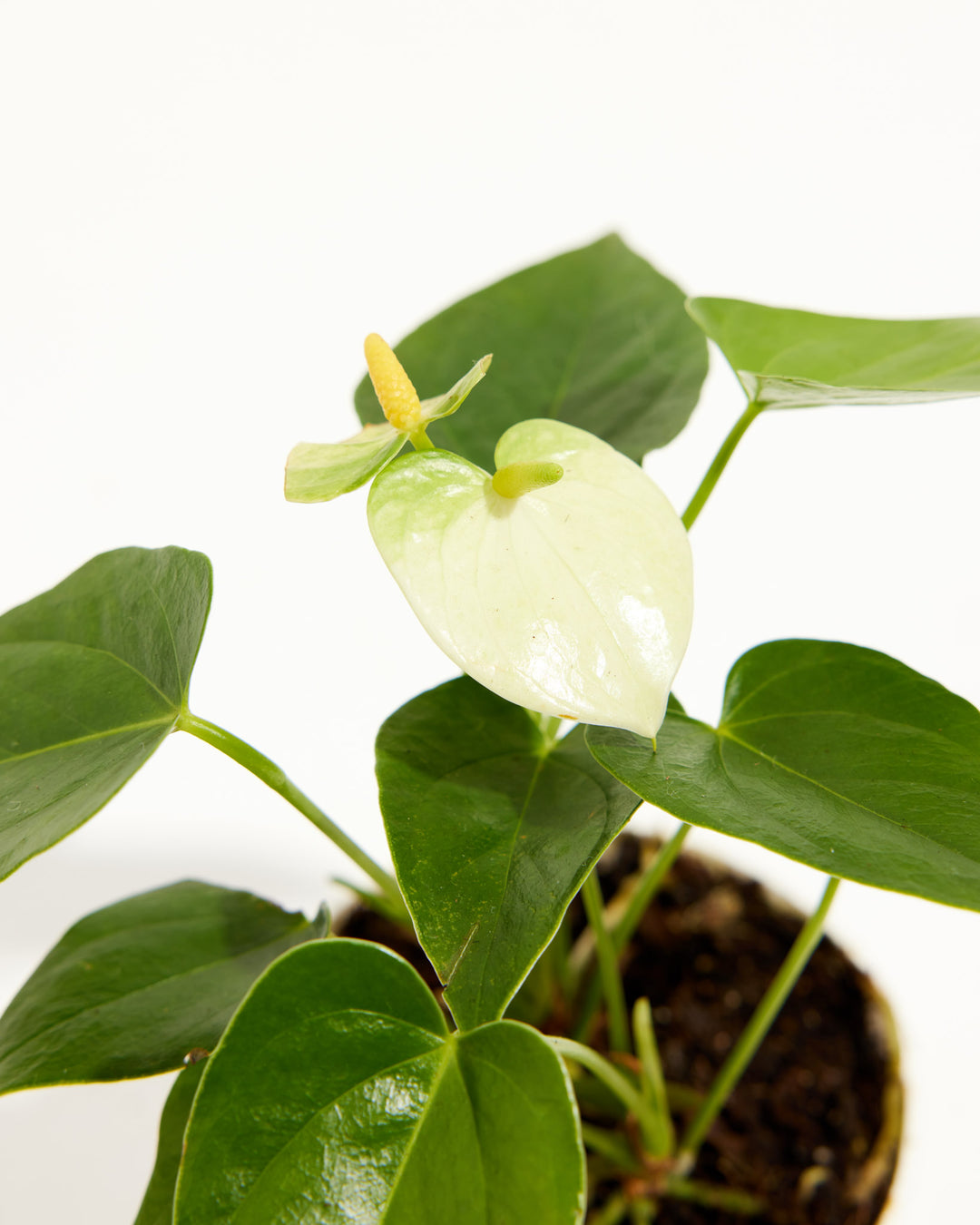 anthurium plant for sale White Anthurium | Flowering Plants
