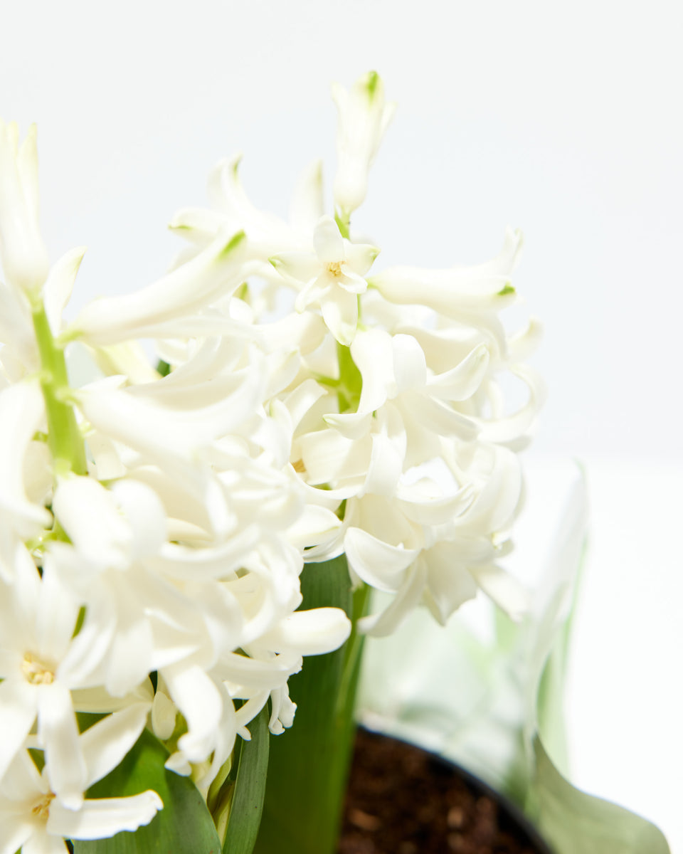 Pure White - Easter Hyacinth Featured Image