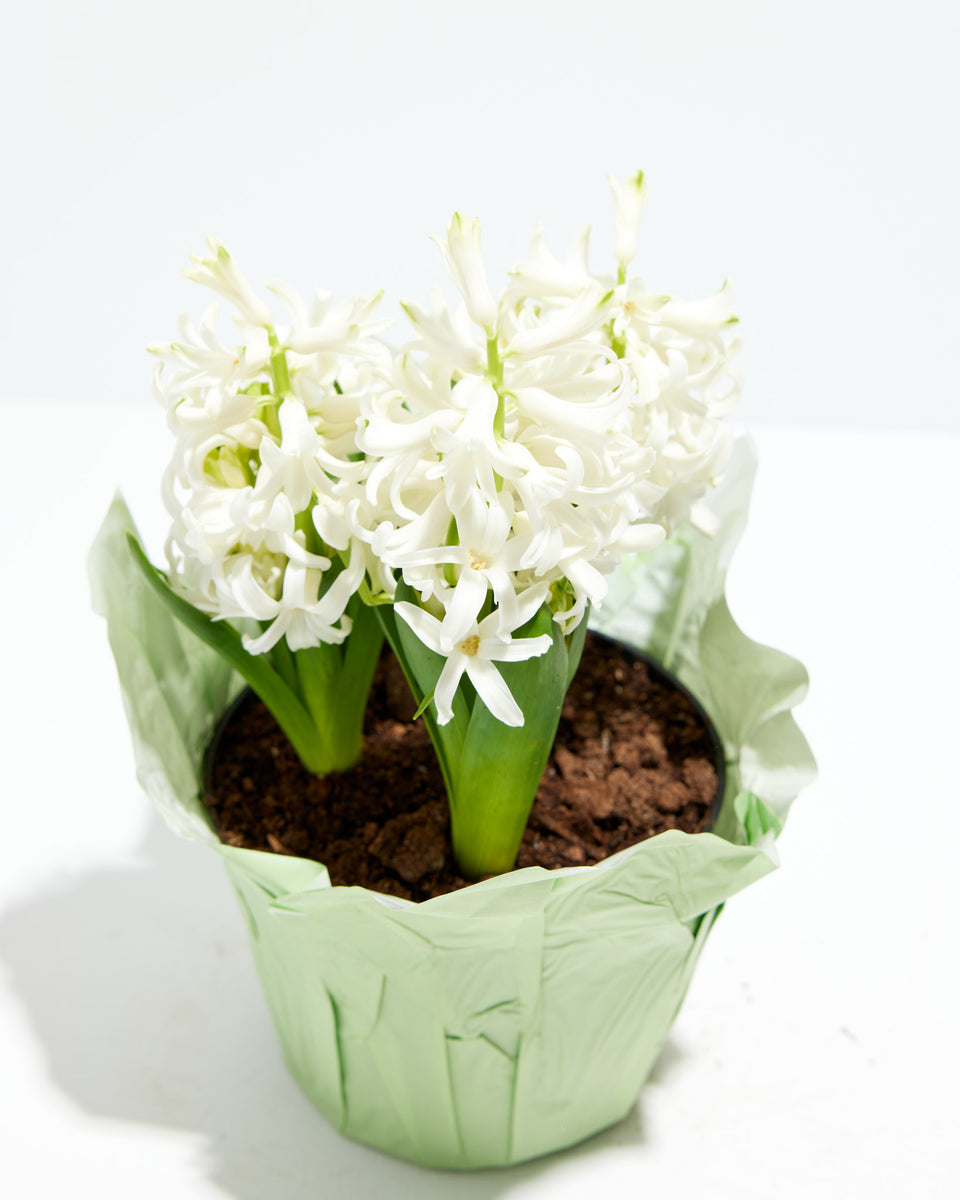 Pure White - Easter Hyacinth Featured Image