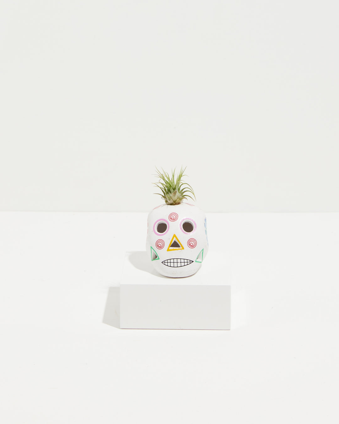 sugar skull air plant White Sugar Skull Air Plant
