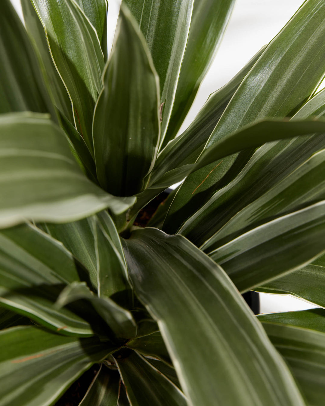striped dracaena warneckii Striped Dracaena For Sale, Including Care Guide