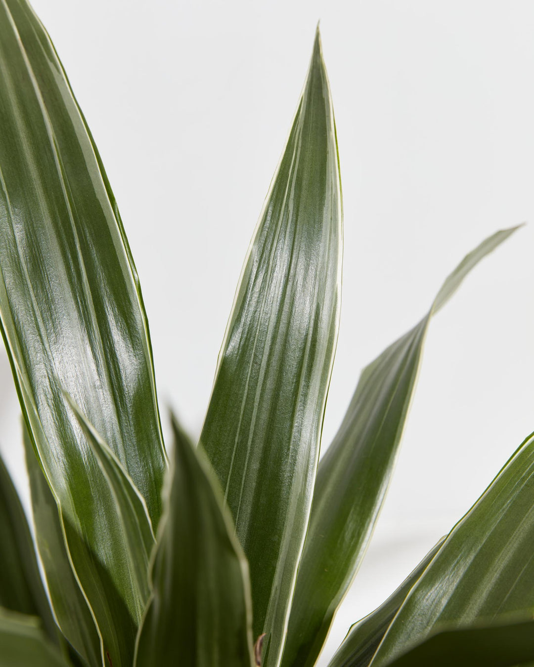 dracaena striped leaves Striped Dracaena For Sale, Including Care Guide