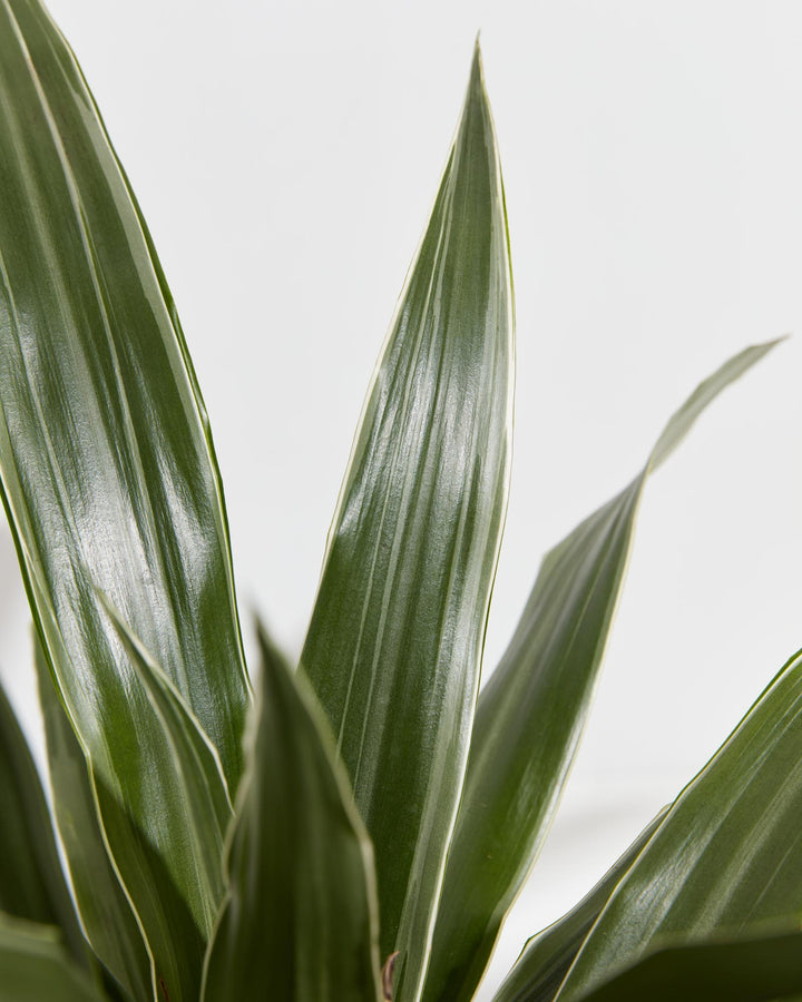 dracaena white leaves Striped Dracaena For Sale, Including Care Guide