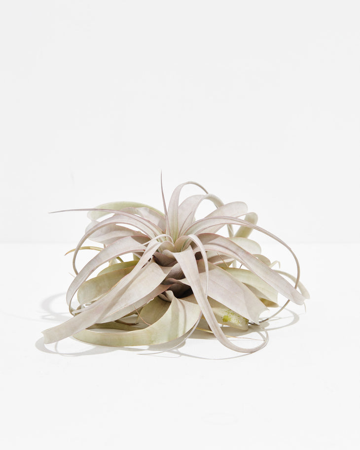 Tillandsia Xerographica Air Plant, Lively Root, Plant, , , , 