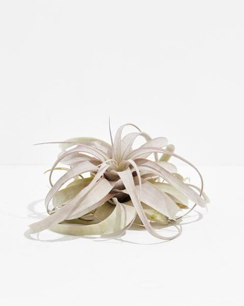 Tillandsia Xerographica | Air Plant | Lively Root