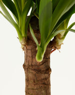 Yucca Cane Plant Featured Image