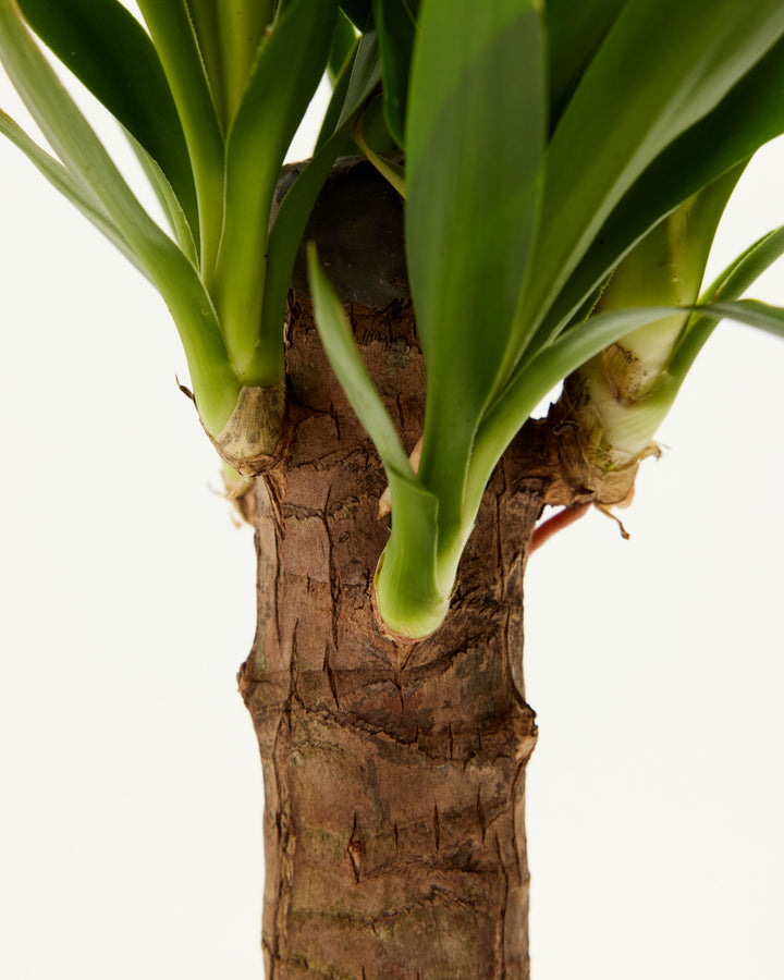 planta yucca cane Yucca Cane | Full Grown Options