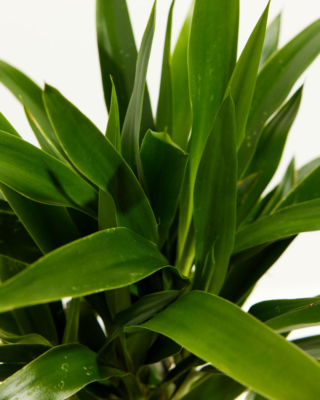 yucca cane Yucca Cane | Full Grown Options