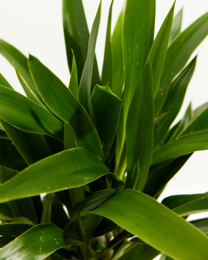 yucca cane tree outside Yucca Cane | Full Grown Options