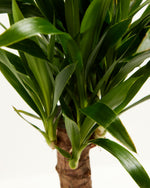 Yucca Cane Featured Image