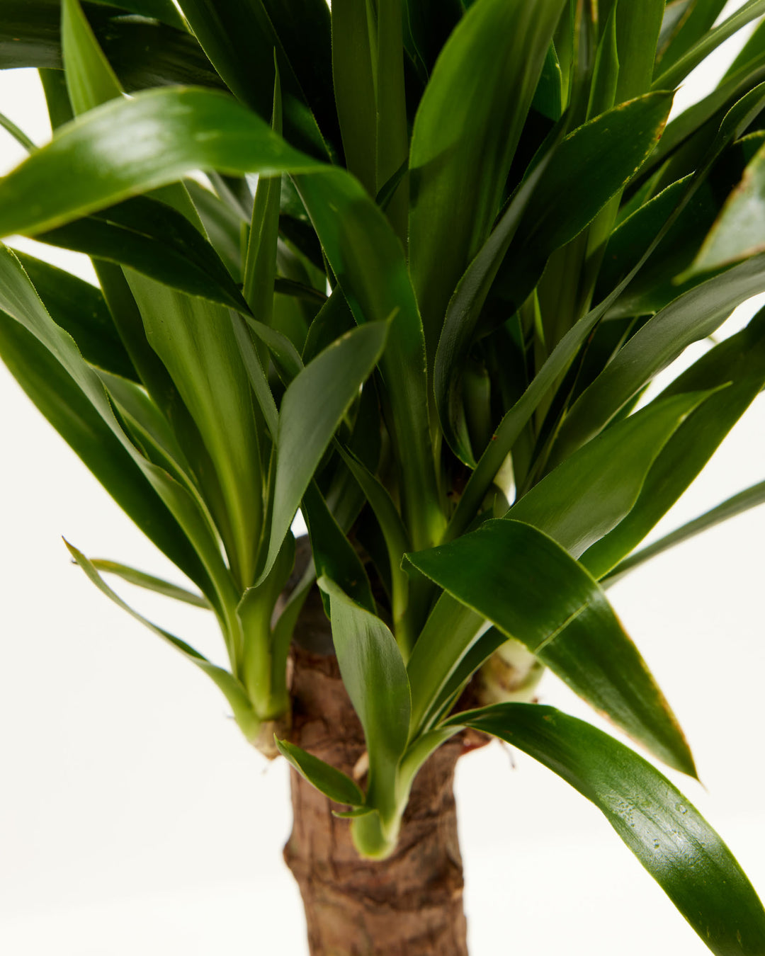 yucca cane deco Yucca Cane | Full Grown Options