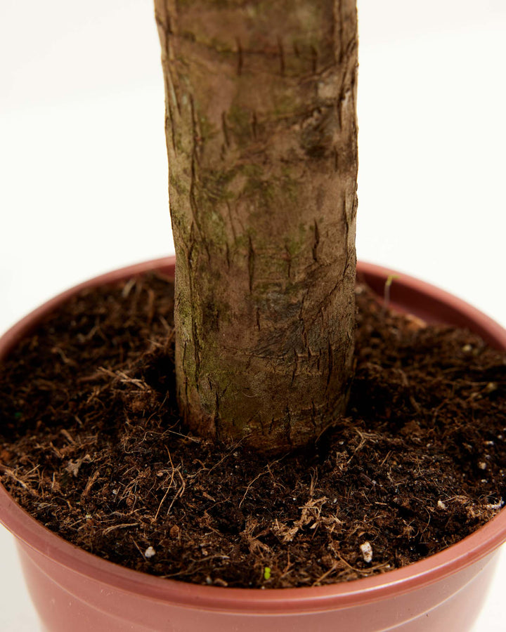 indoor yucca plant soil Yucca Cane | Full Grown Options