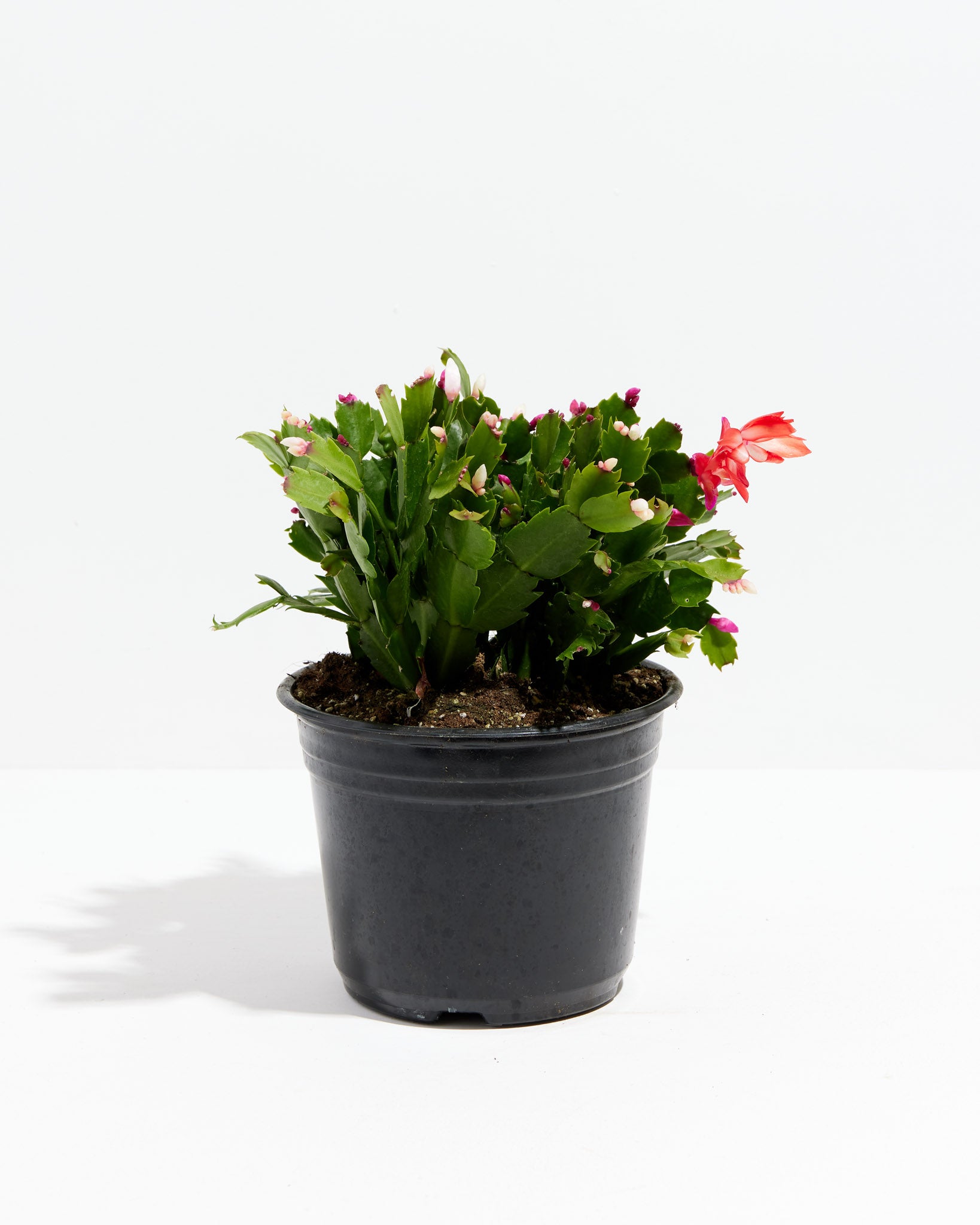 Lively Root Zygocactus - Thumbnail 3
