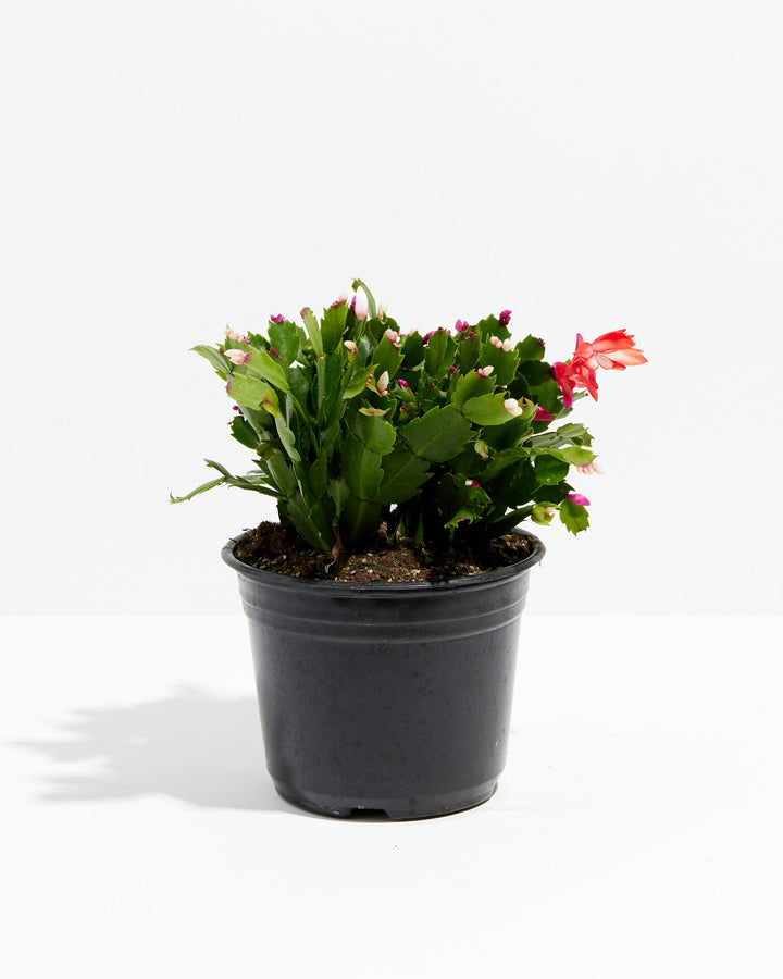 San Diego Stud Zygocactus, Lively Root, Plant, Size, Large, , 