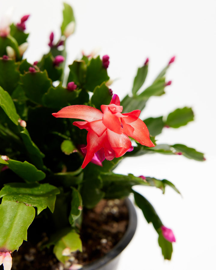 San Diego Stud Zygocactus, Lively Root, Plant, , , , 