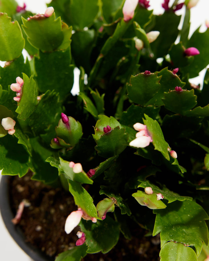 San Diego Stud Zygocactus, Lively Root, Plant, , , , 