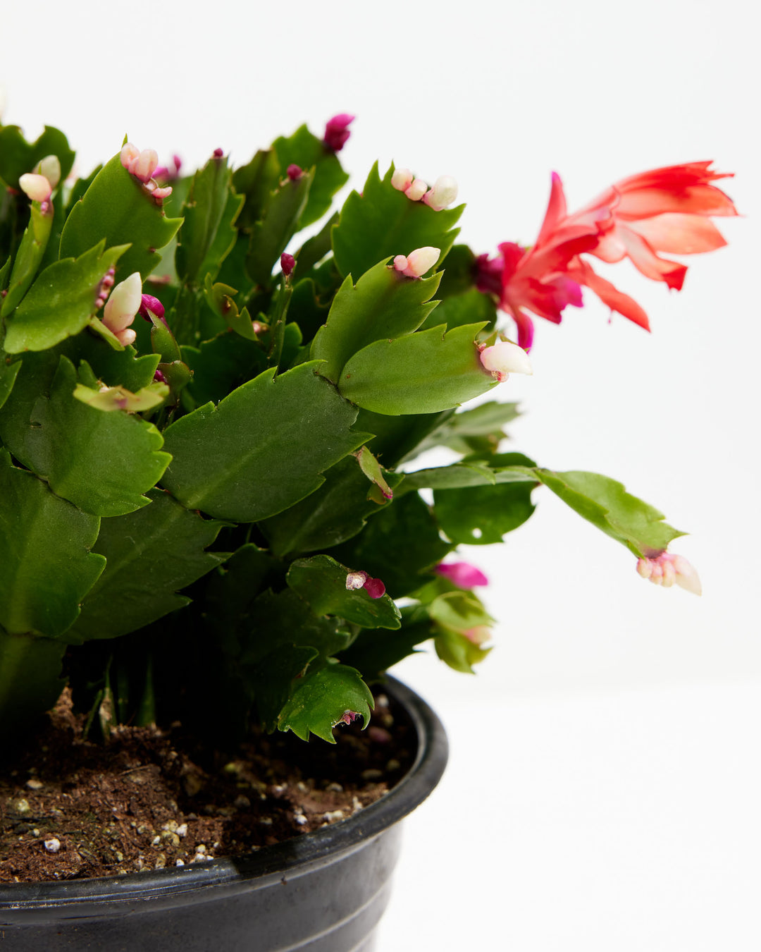 San Diego Stud Zygocactus, Lively Root, Plant, , , , 