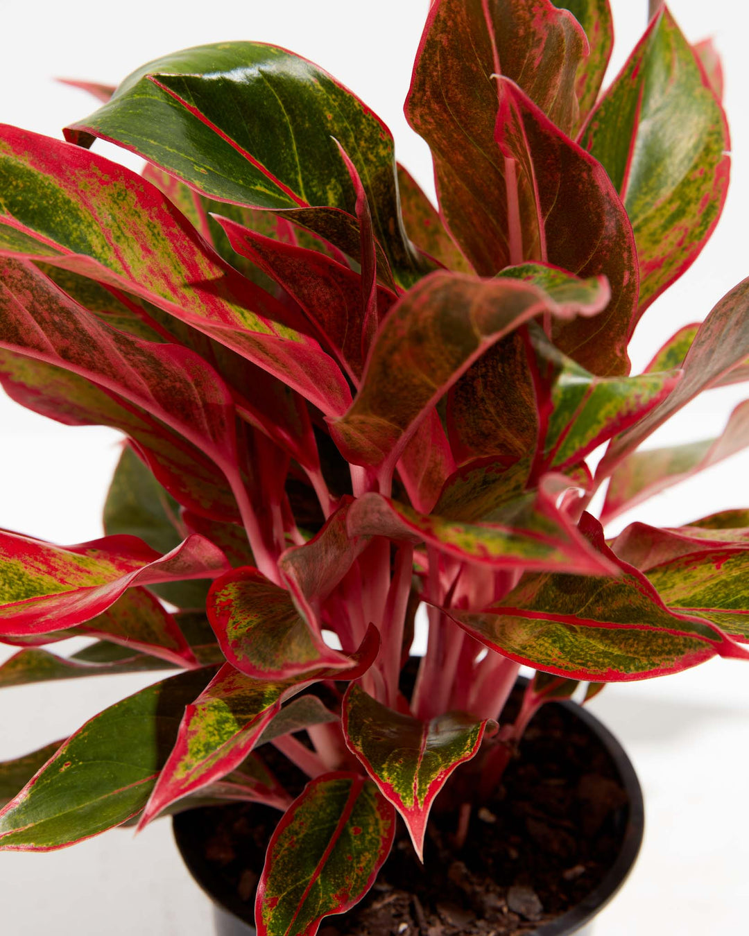 Aglaonema Red Valentine, Lively Root, Plant, Size, Medium, , 