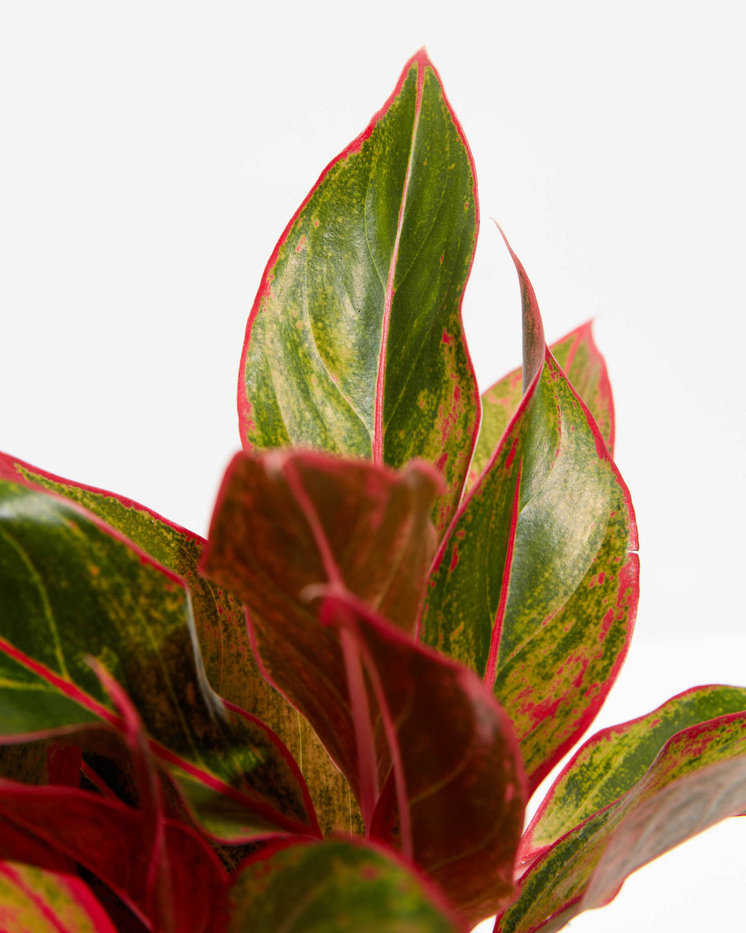 Aglaonema Red Valentine, Lively Root, Plant, , , , 