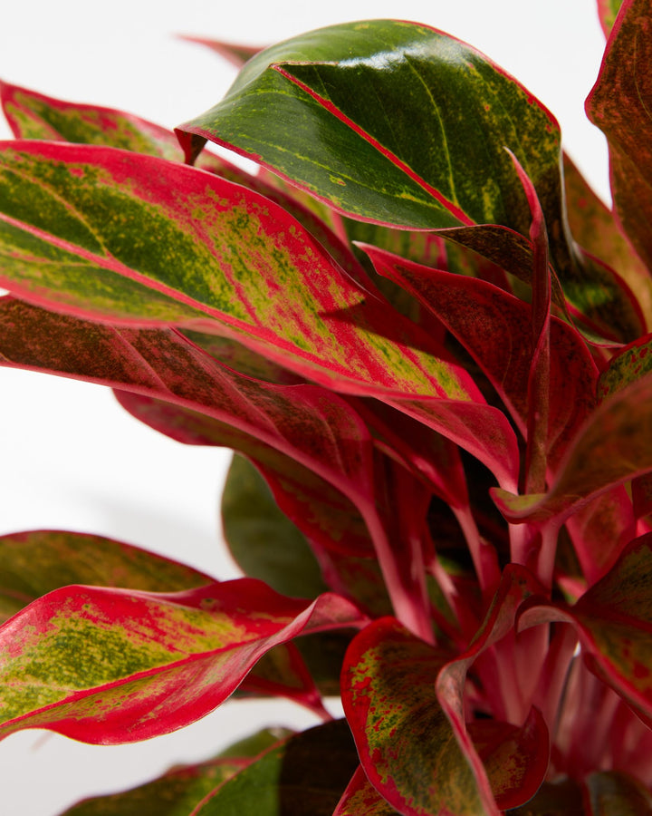 aglaonema red white flower Aglaonema Red Valentine | Tropical | Colorful Leaves