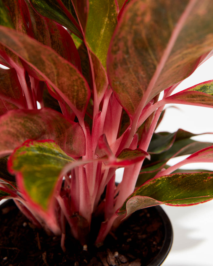 Aglaonema Red Valentine, Lively Root, Plant, , , , 