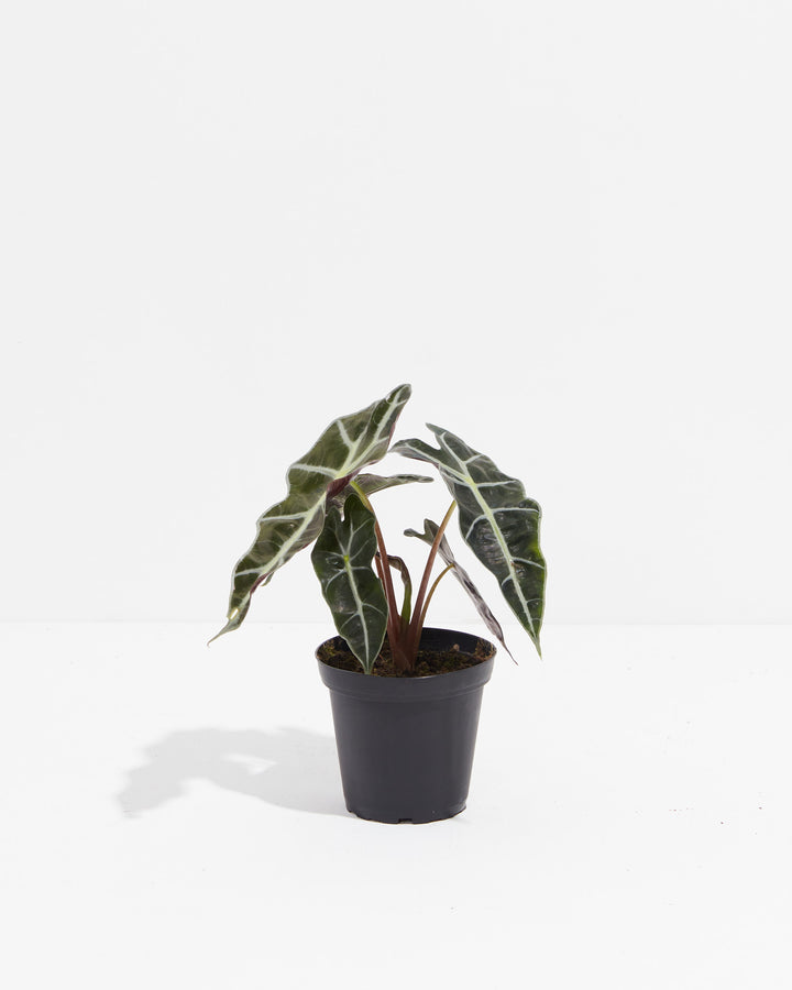 alocasia companion plants indoor Alocasia Polly | Elephant Ear Plant