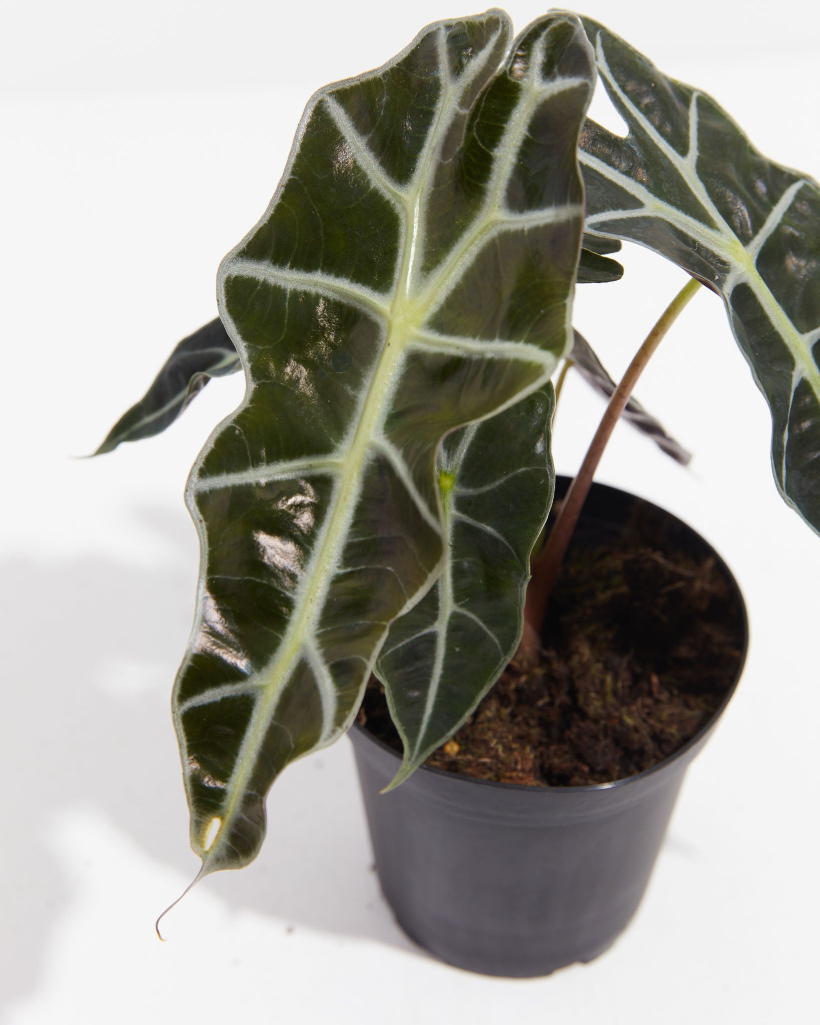 alocasia-polly-elephant-ear-plant-lively-root