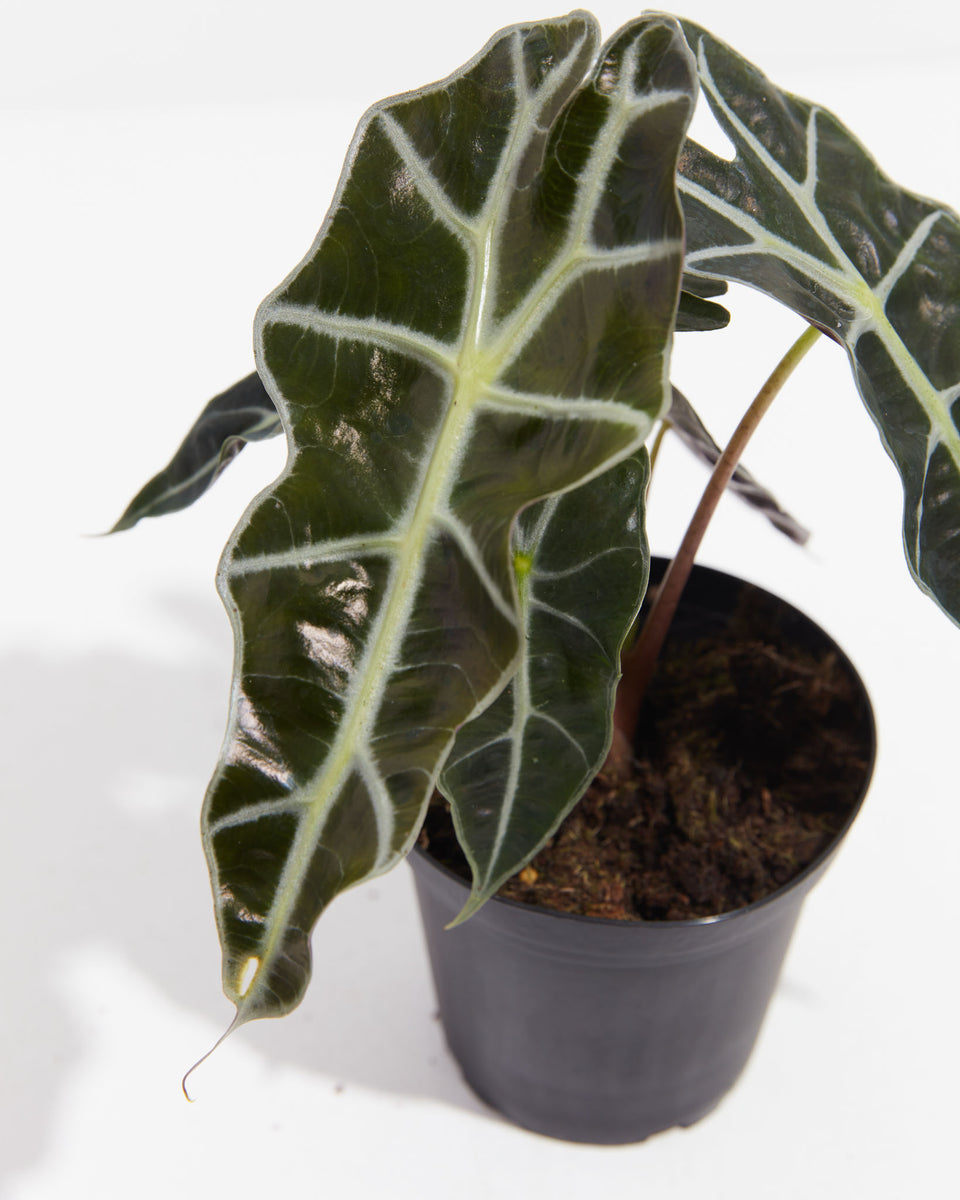 Alocasia Polly Featured Image