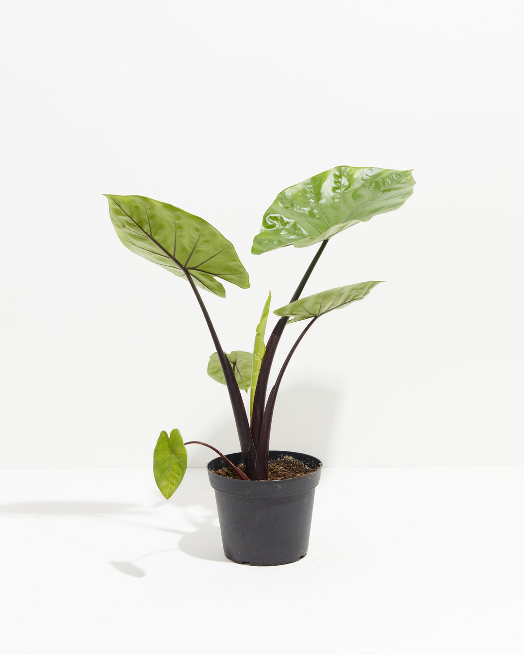 alocasia black stem elephant ear plant Alocasia Dark Star | Elephant Ear