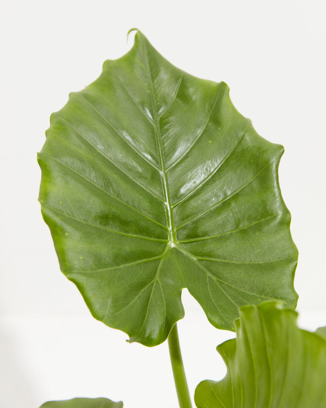 baby alocasia gagaena california elephant ear plant live tree garden Elephant Ears | Gagaena California