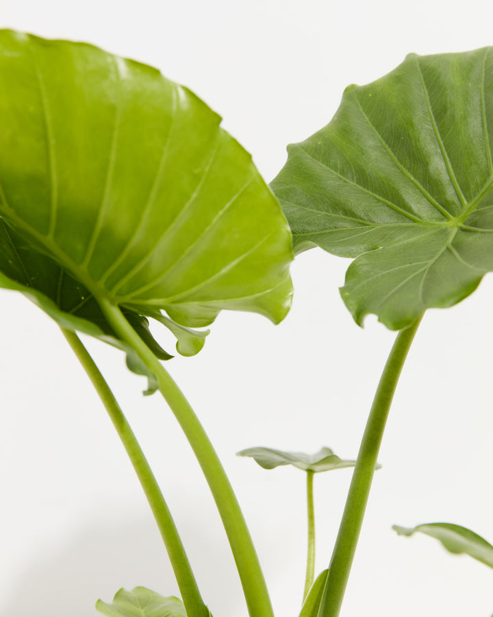 elephant ear plants in cambria ca Elephant Ears | Gagaena California