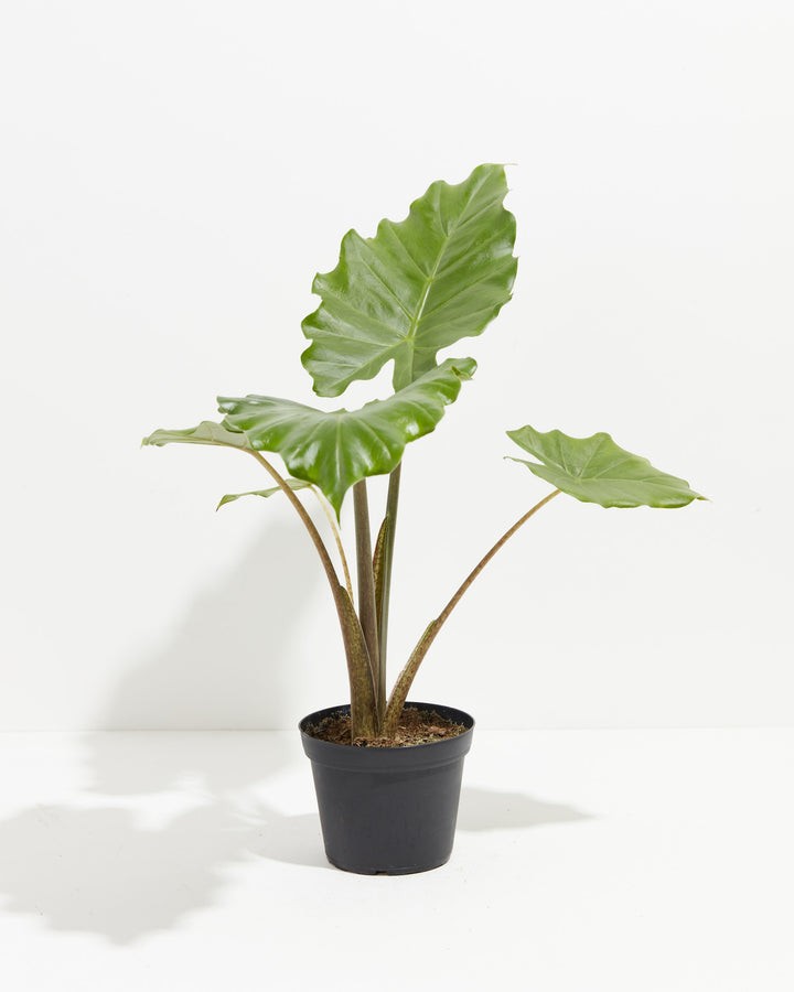 Alocasia Portora, Lively Root, Plant, Size, Medium, , 