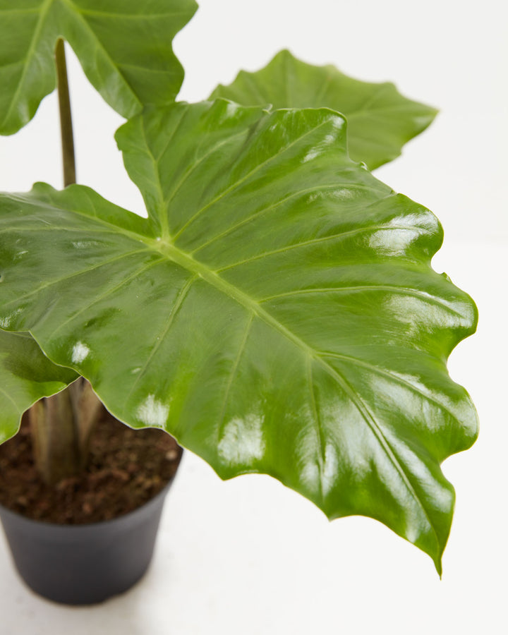 Alocasia Portora, Lively Root, Plant, , , , 