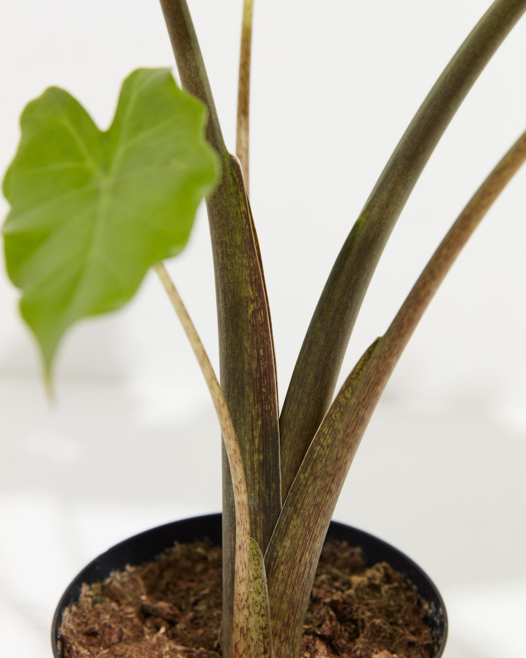 Alocasia Portora, Lively Root, Plant, , , , 