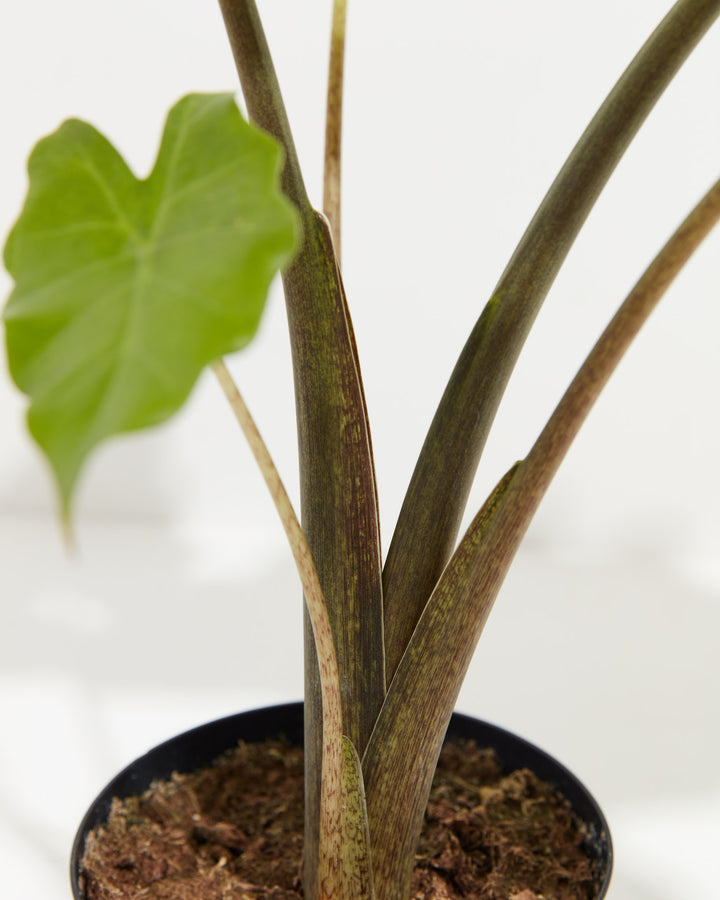 Alocasia Portora, Lively Root, Plant, , , , 