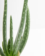 Aloe Vera Plant Featured Image