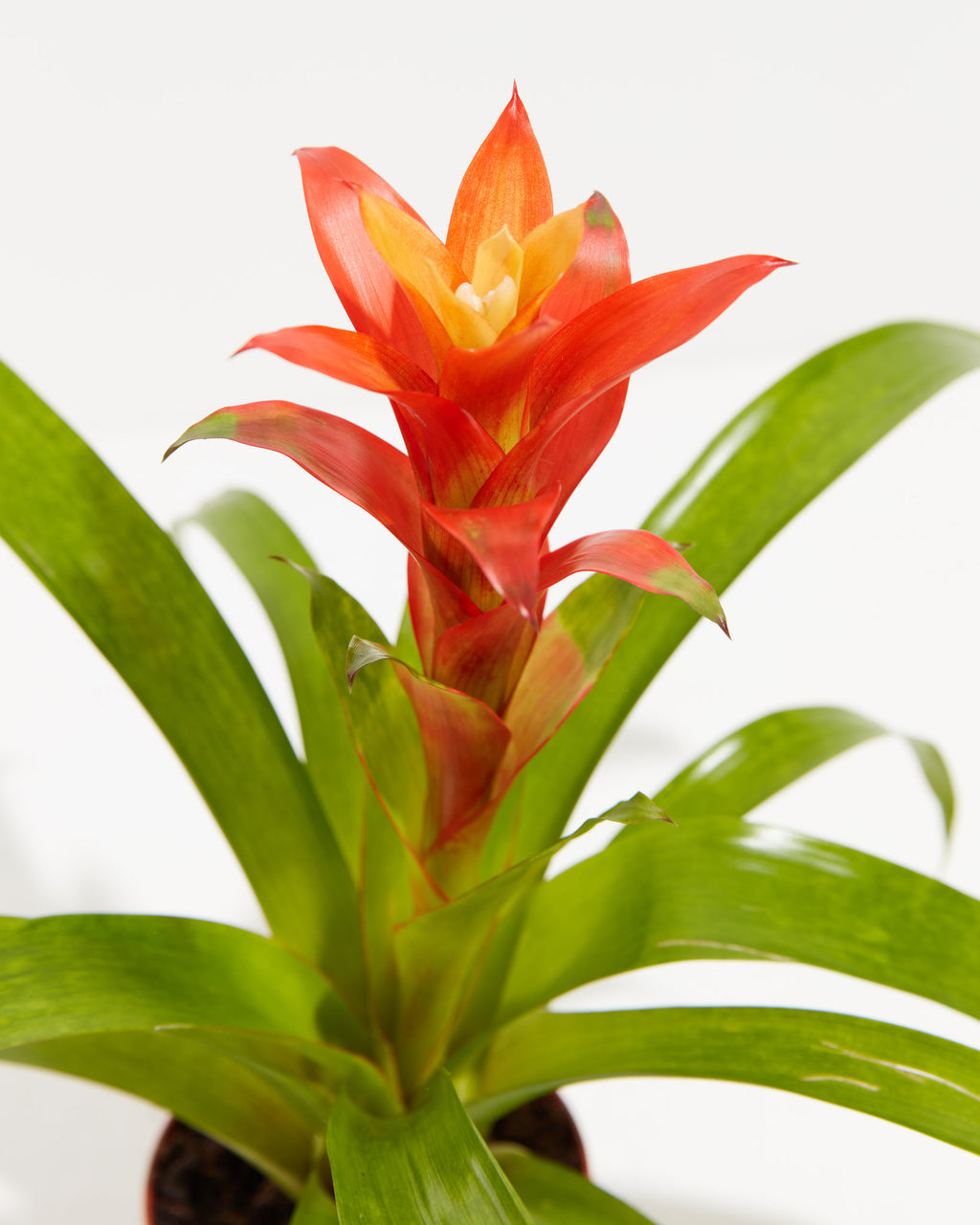 Guzmania Bromeliad | Indoor Plants | Lively