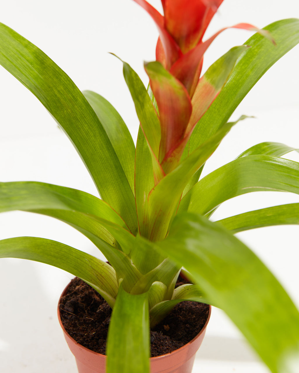 Bromeliad Guzmania Plant For Sale Including Care Guide