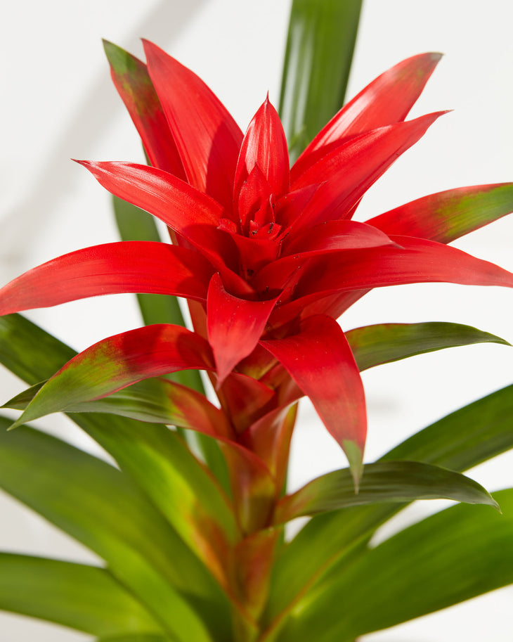 Tropical Delight Guzmania Bromeliad, Lively Root, Plant, , , , 