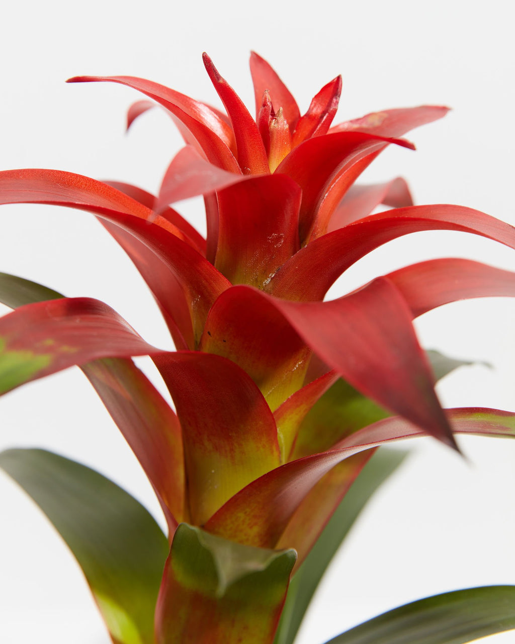 Guzmania Bromeliads Four Pack Tropical Bundle Lively Root
