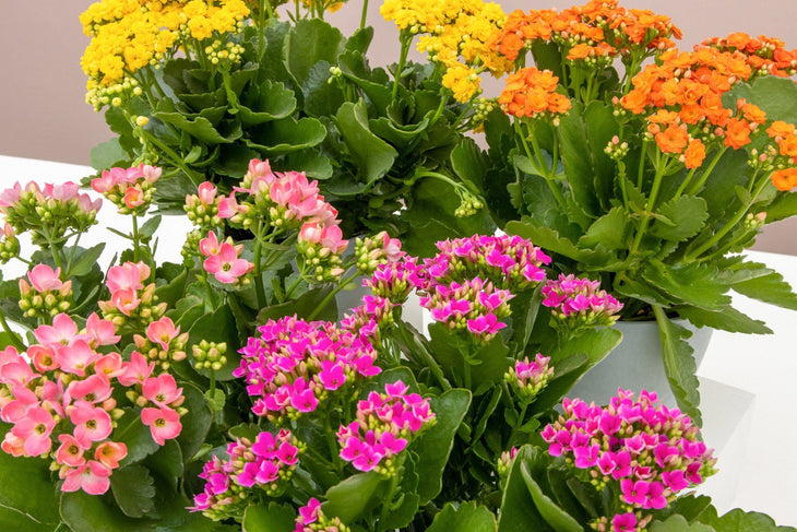 Kalanchoe & Calandiva Collection, Lively Root, Plant, , , , 