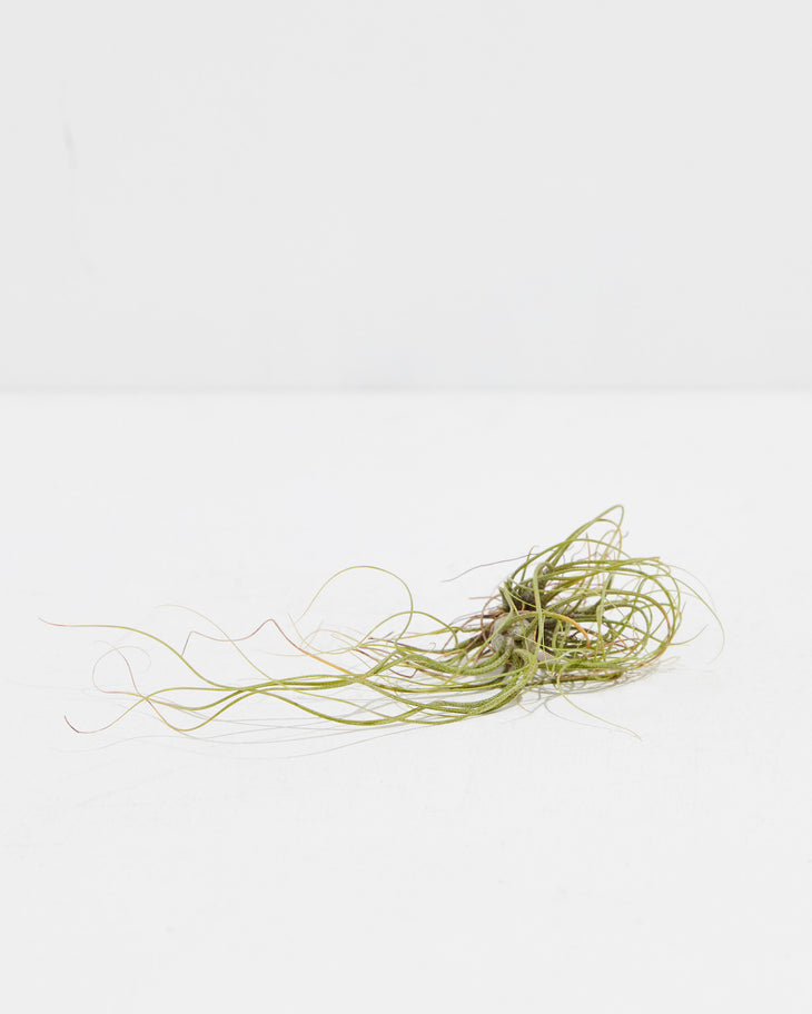 Butzii Air Plant, Lively Root, Plant, , , , 