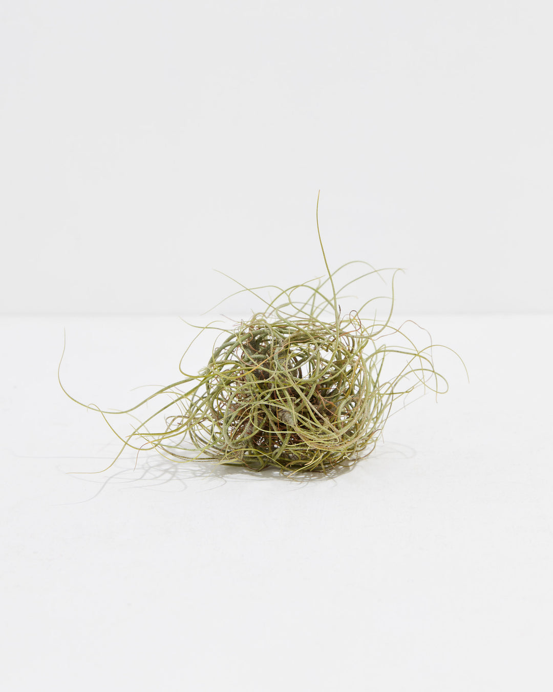 air plant butzii Butzii Clump | Air Plant