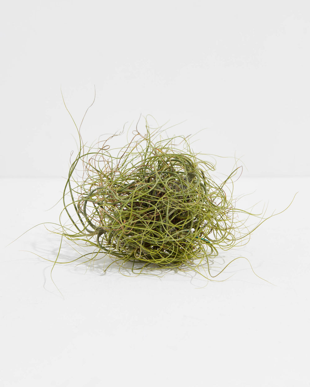 Butzii Clump Air Plant, Lively Root, Plant, Size, Large, , 