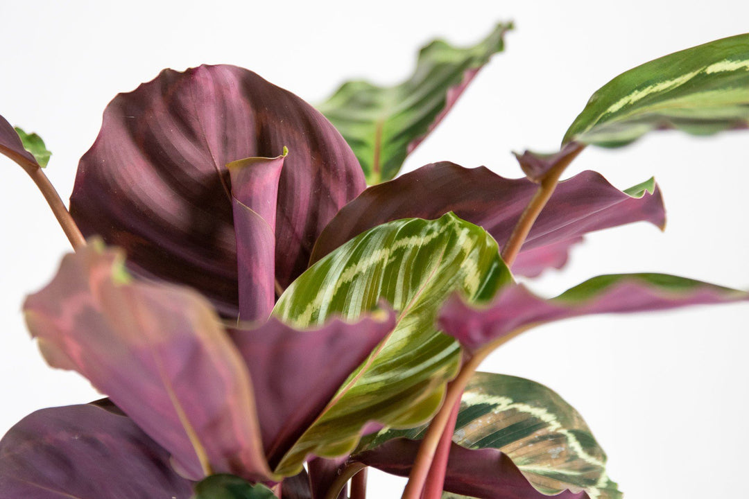 prayer plant calathea medallion Calathea Medallion | Prayer Plants