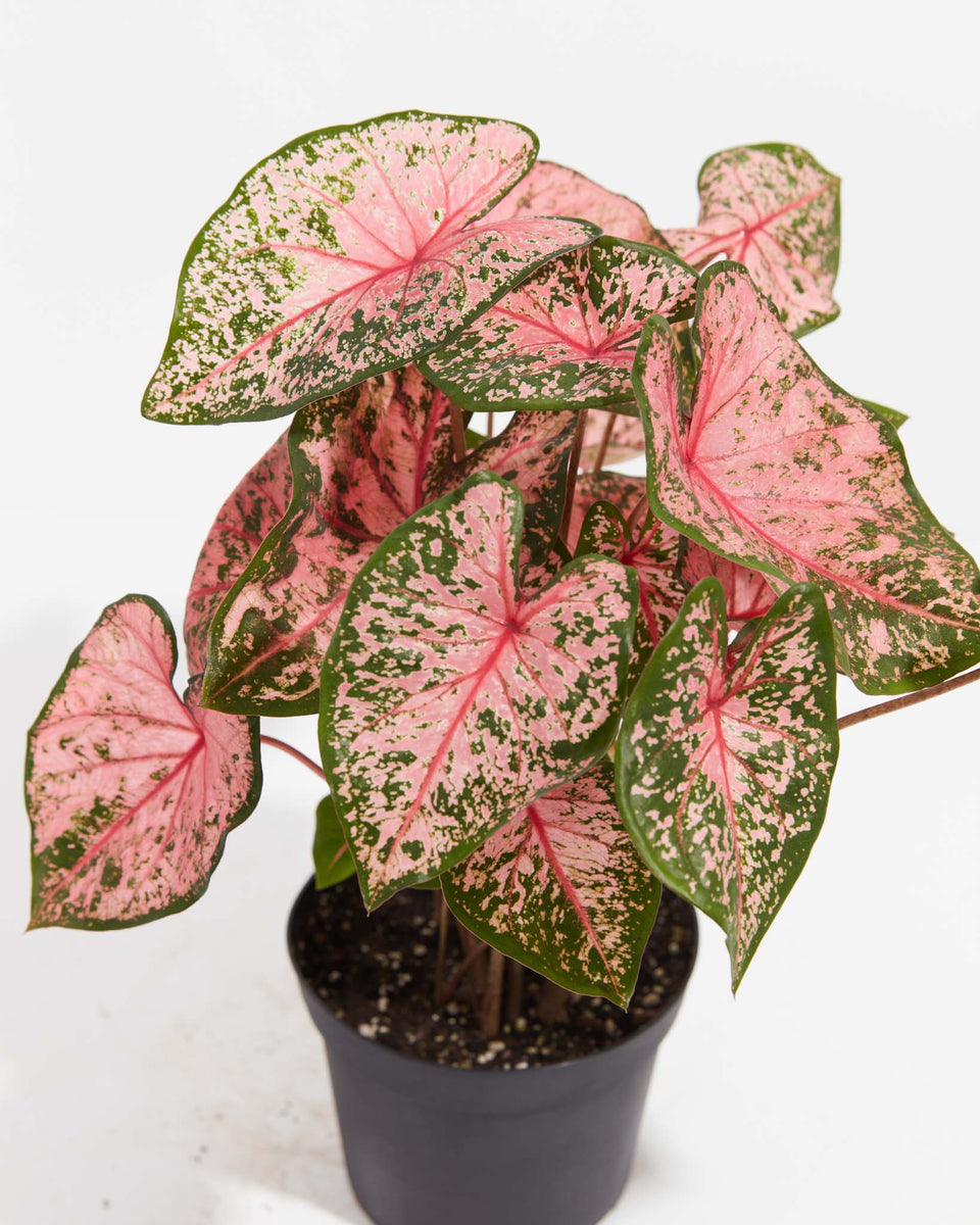 Caladium Pink Beauty Care: Vibrant Leaves & Easy Care Tips