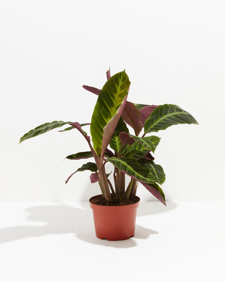velvet prayer plant Calathea Warscewiczii for Delivery | Prayer Plants