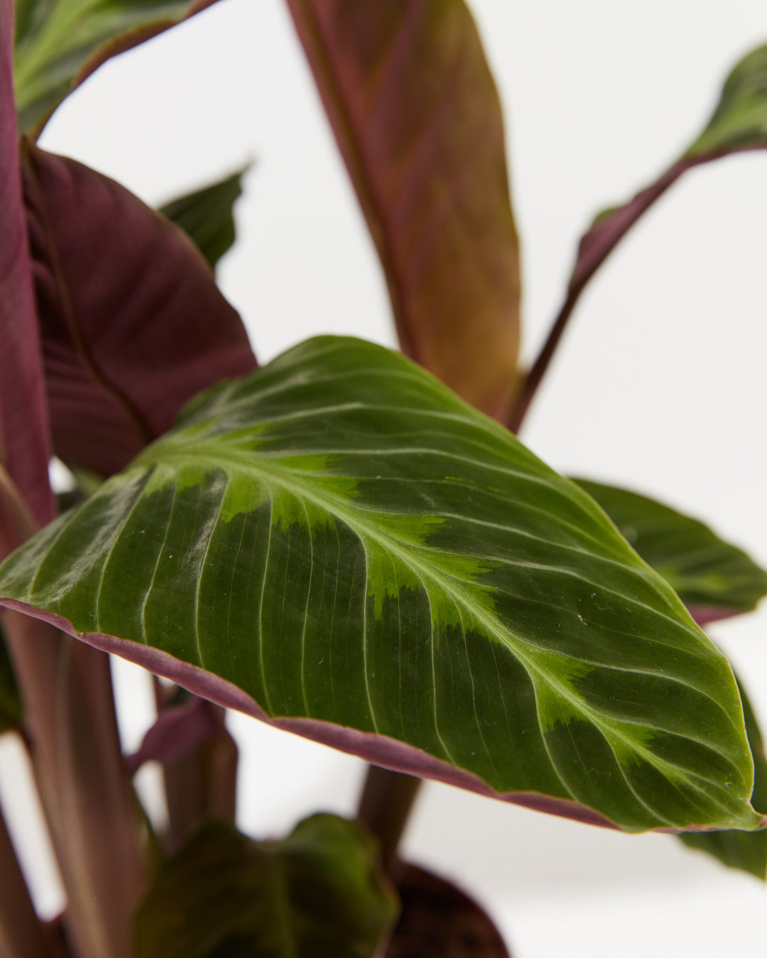 velvet prayer plant Calathea Warscewiczii for Delivery | Prayer Plants