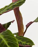 Calathea Warscewiczii Jungle Velvet Featured Image